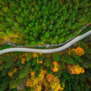 overhead view of road with pine trees and trees with orange leaves in the fall