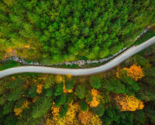 overhead view of road with pine trees and trees with orange leaves in the fall